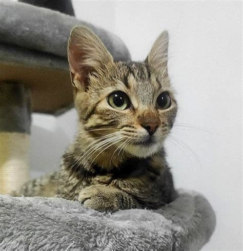 gatos cantabria|Gatos en adopción en Cantabria, España • ¿Quieres adoptar un。